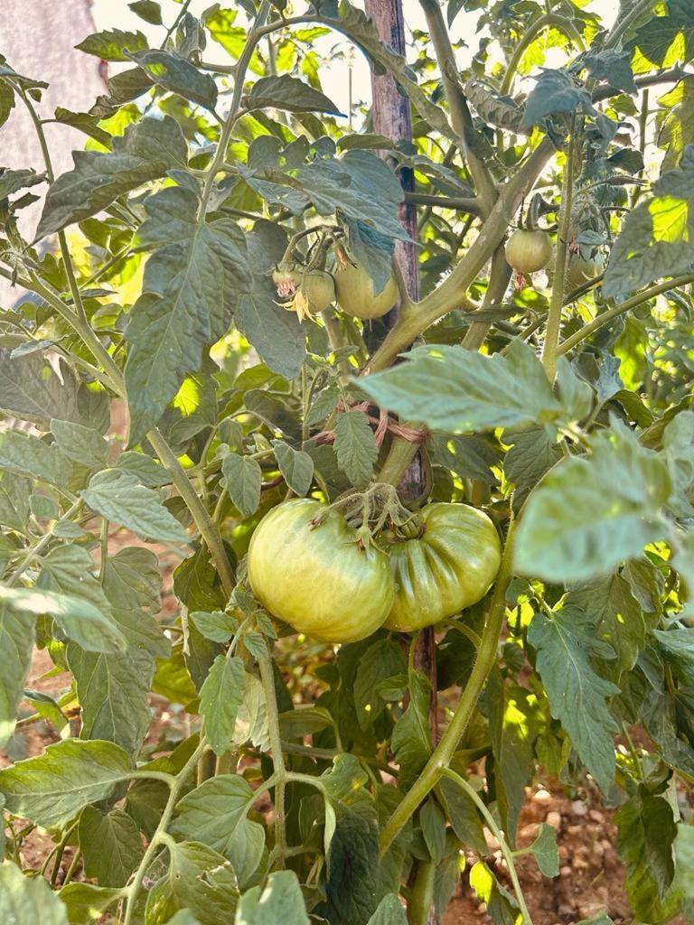 신 Kuca Za Odmor Sika 빌라 외부 사진